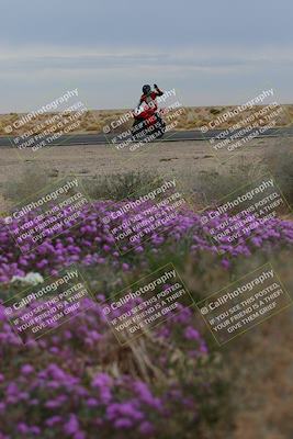 media/Jan-14-2023-SoCal Trackdays (Sat) [[497694156f]]/Turn 14 Exit Bloomig (145pm)/